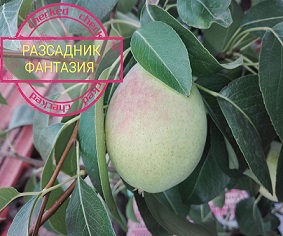 Санта Мария - Image 2