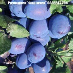 Чачанска най-боле