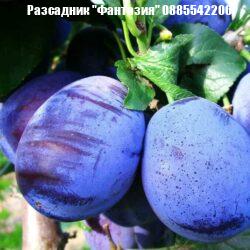 Чачанска ранна