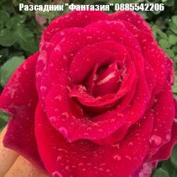 Mr.Lincoln (храстовидна)