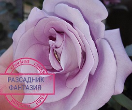 Blue Moon (храстовидна) - Image 3
