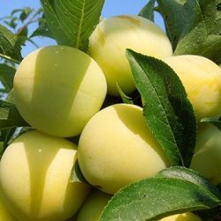 фъзърка