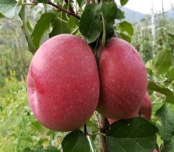 Fuji Zhen®
