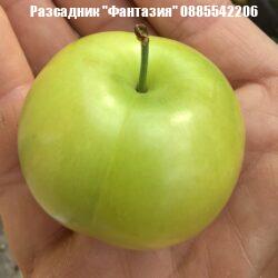 Слива ''Фъзърка''