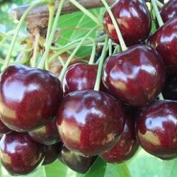 Селесте
