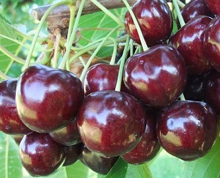 Селесте