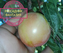 Фъзърка* - Image 2