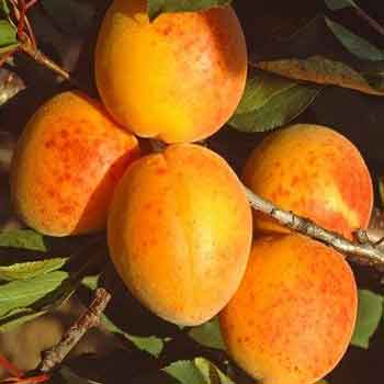 мъркулещи кайсия