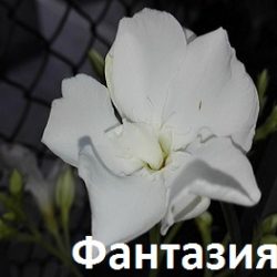 Зокум