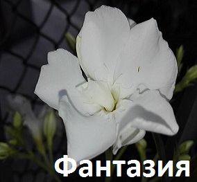 Зокум
