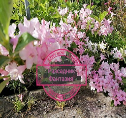 Вайгела - Image 4