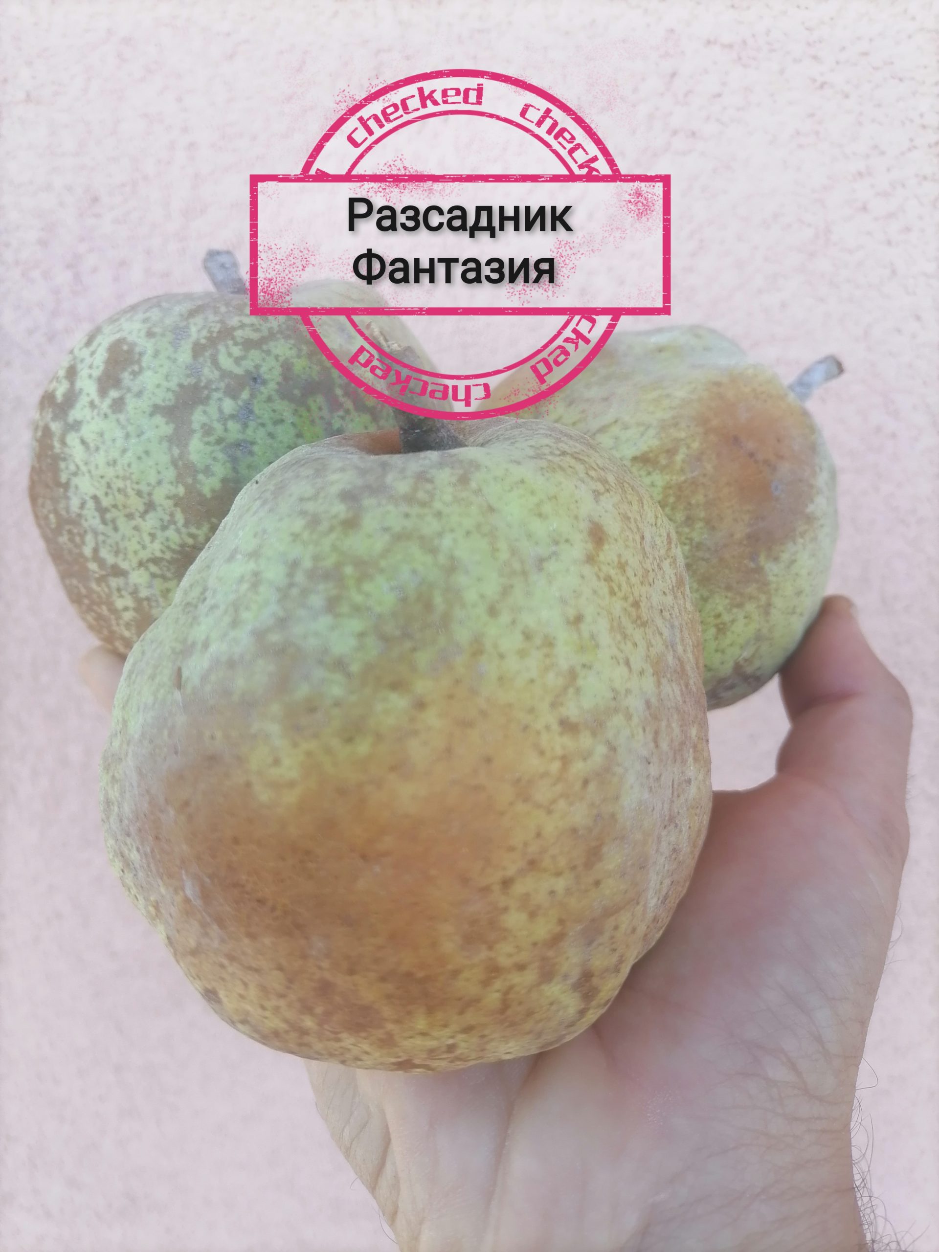 Декоративна круша - Image 4