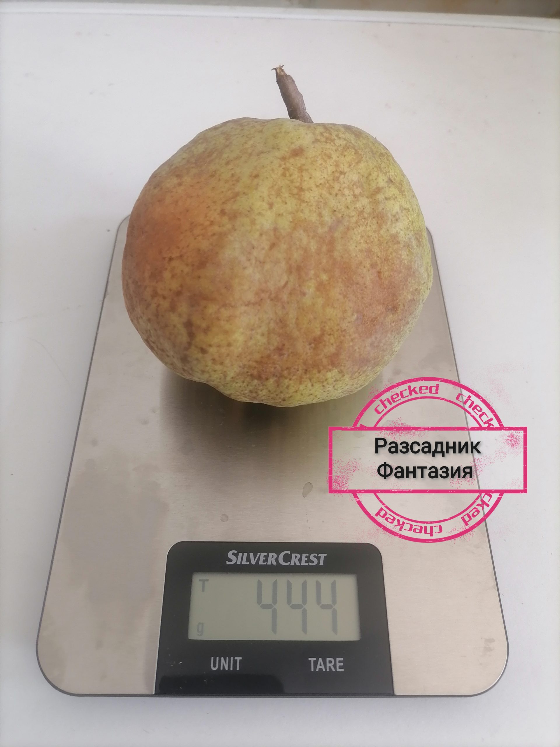 Декоративна круша - Image 5