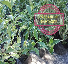 Вайгела - Image 3