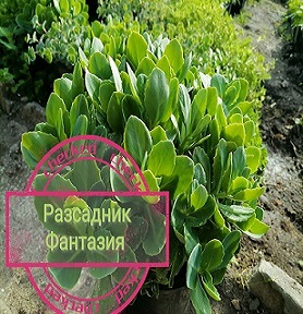 Дебела Мара - Image 2