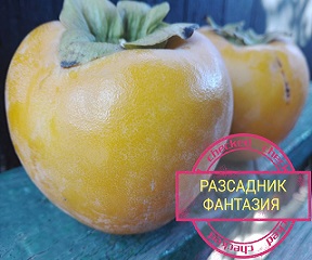 Рохо Брилянте - Image 3