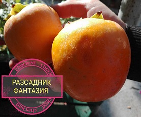 Рохо Брилянте - Image 4