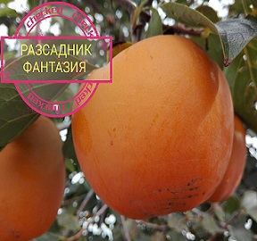 Рохо Брилянте - Image 2