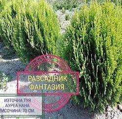 Ауреа Нана