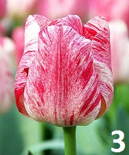 Лале - Image 4