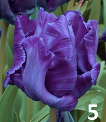 Лале - Image 6