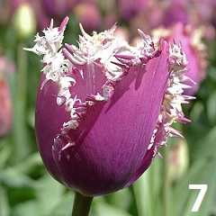 Лале - Image 8