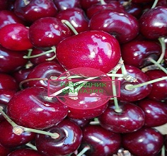 Nimba* - Image 3