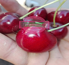 Nimba* - Image 2