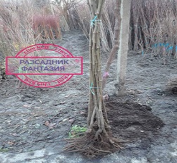 Смокиня 3 - Image 2