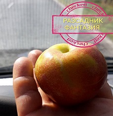Санта Роса