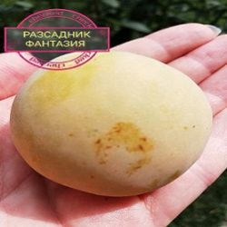 Зелена Ренклода