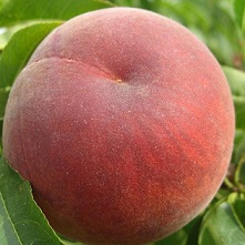 Плас Плас