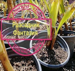 Жълт минзухар - Image 2