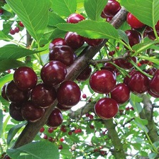 Вишна N1