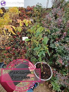 Tornless Evergreen - Image 2