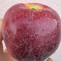 Прима