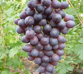 Русалка 3