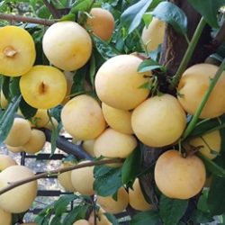 Tc Sun