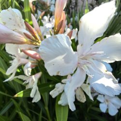 Alsacea