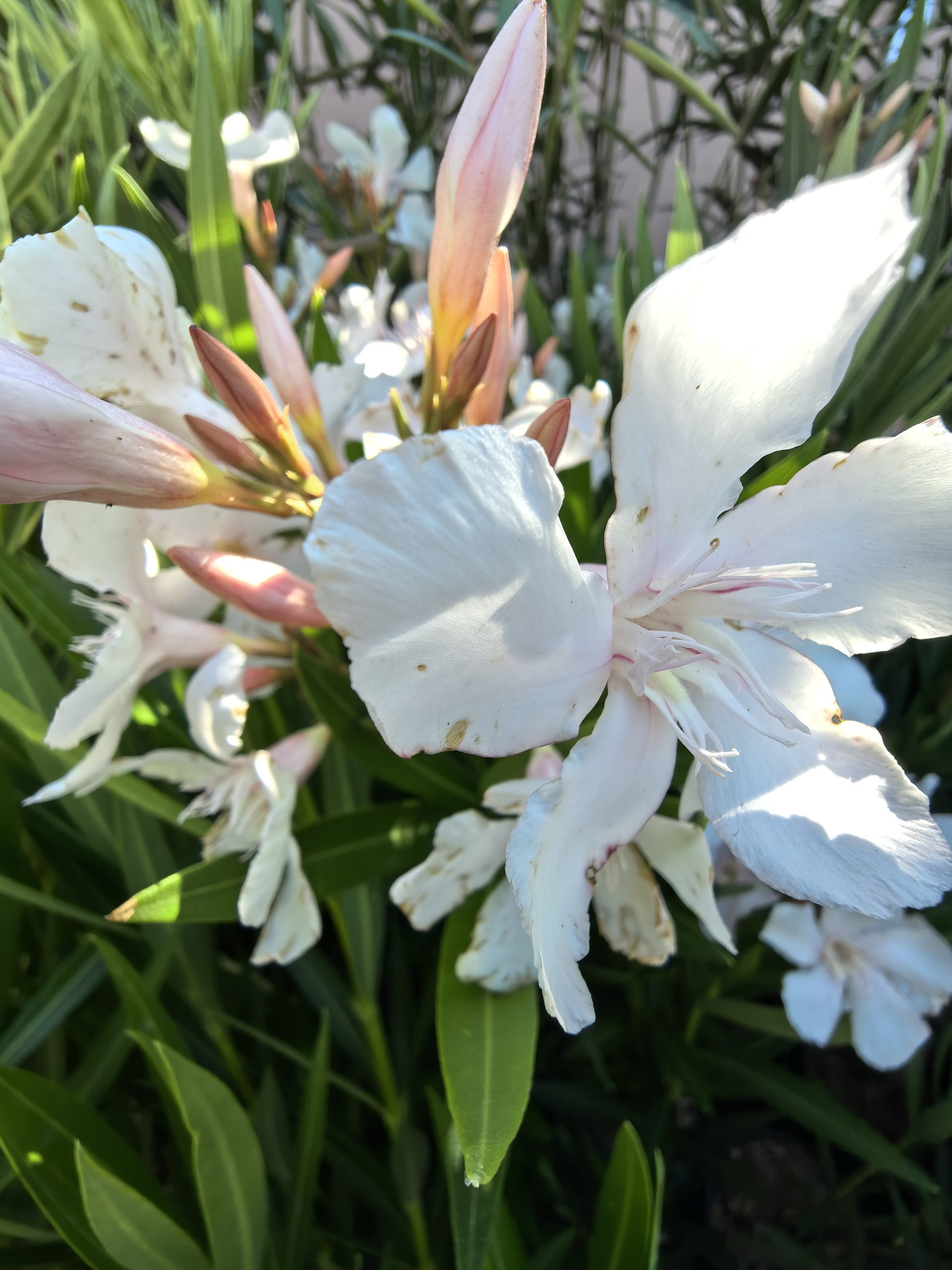 Alsacea