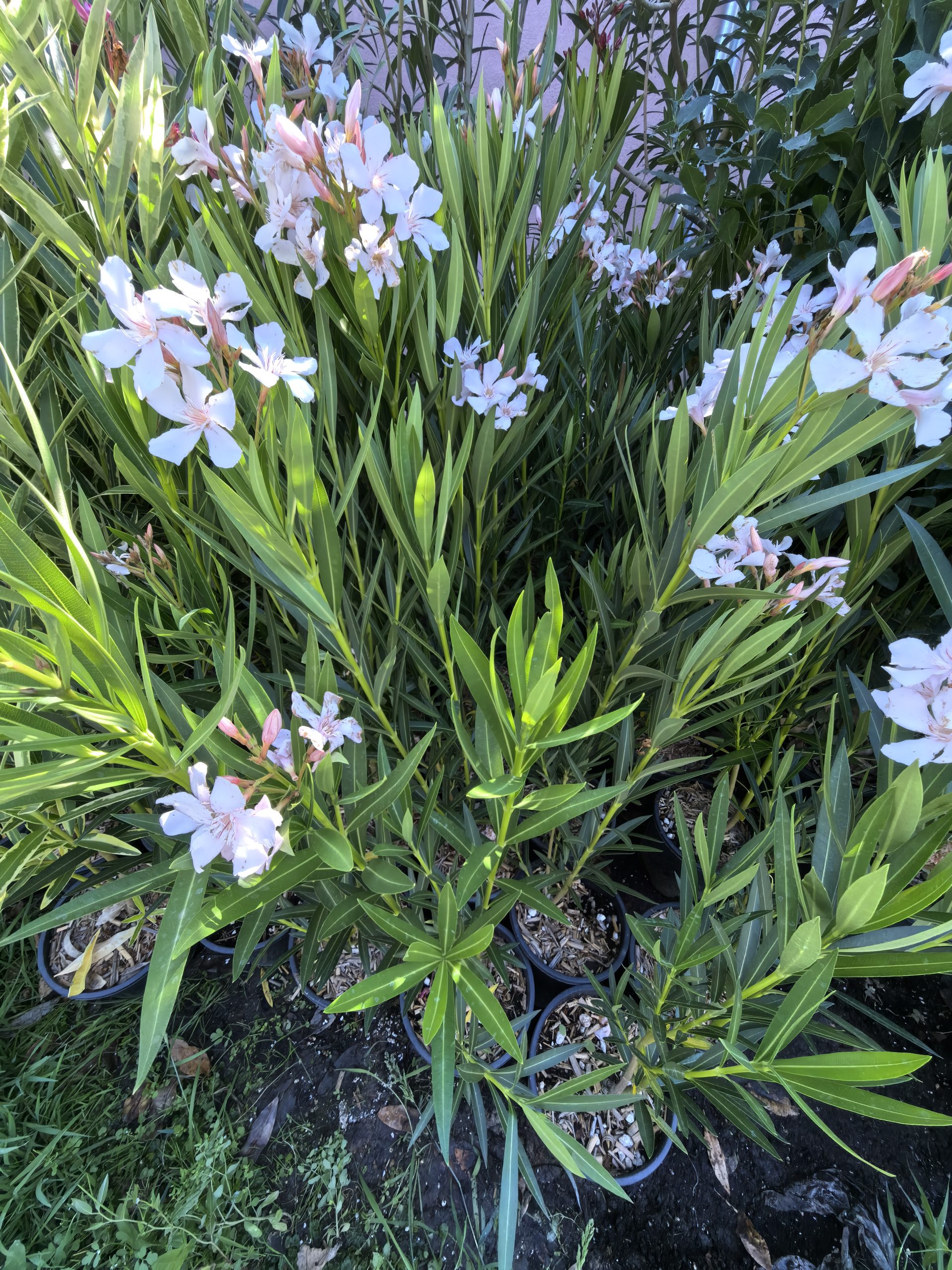 Alsacea - Image 2