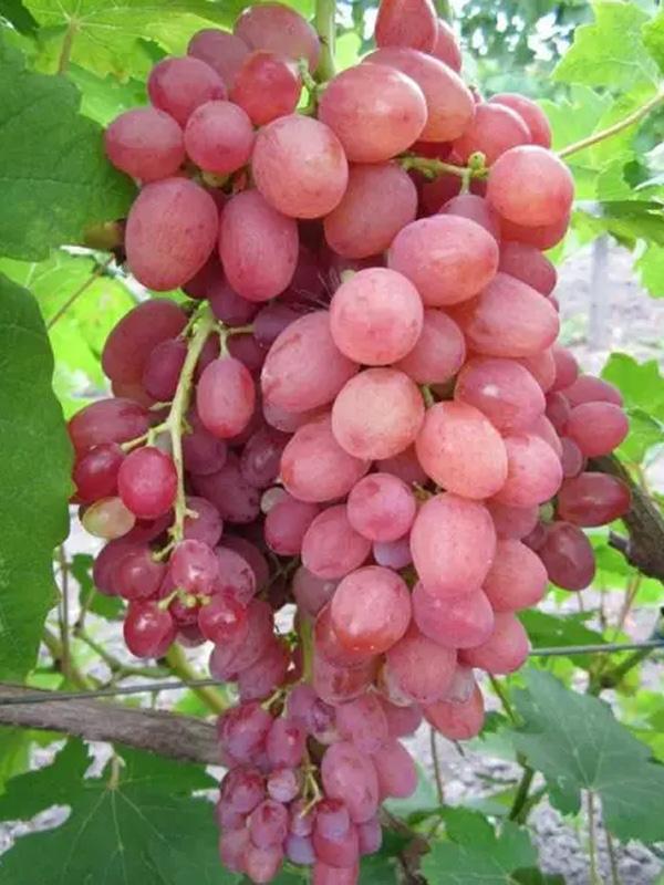 Кишмиш Лучистий