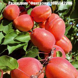 Farbela