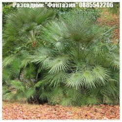 Chamaerops