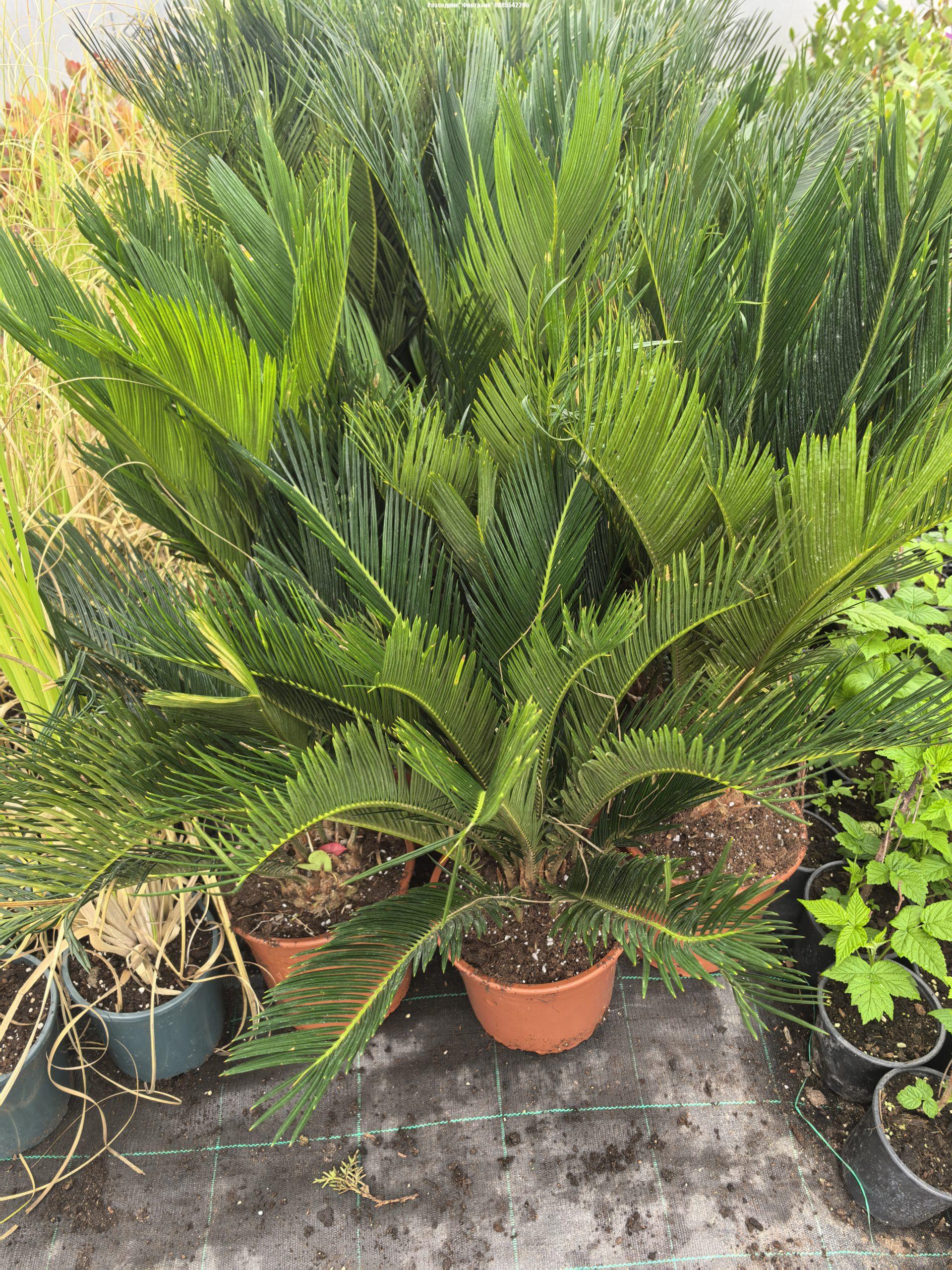 Cycas Revoluta - Image 3