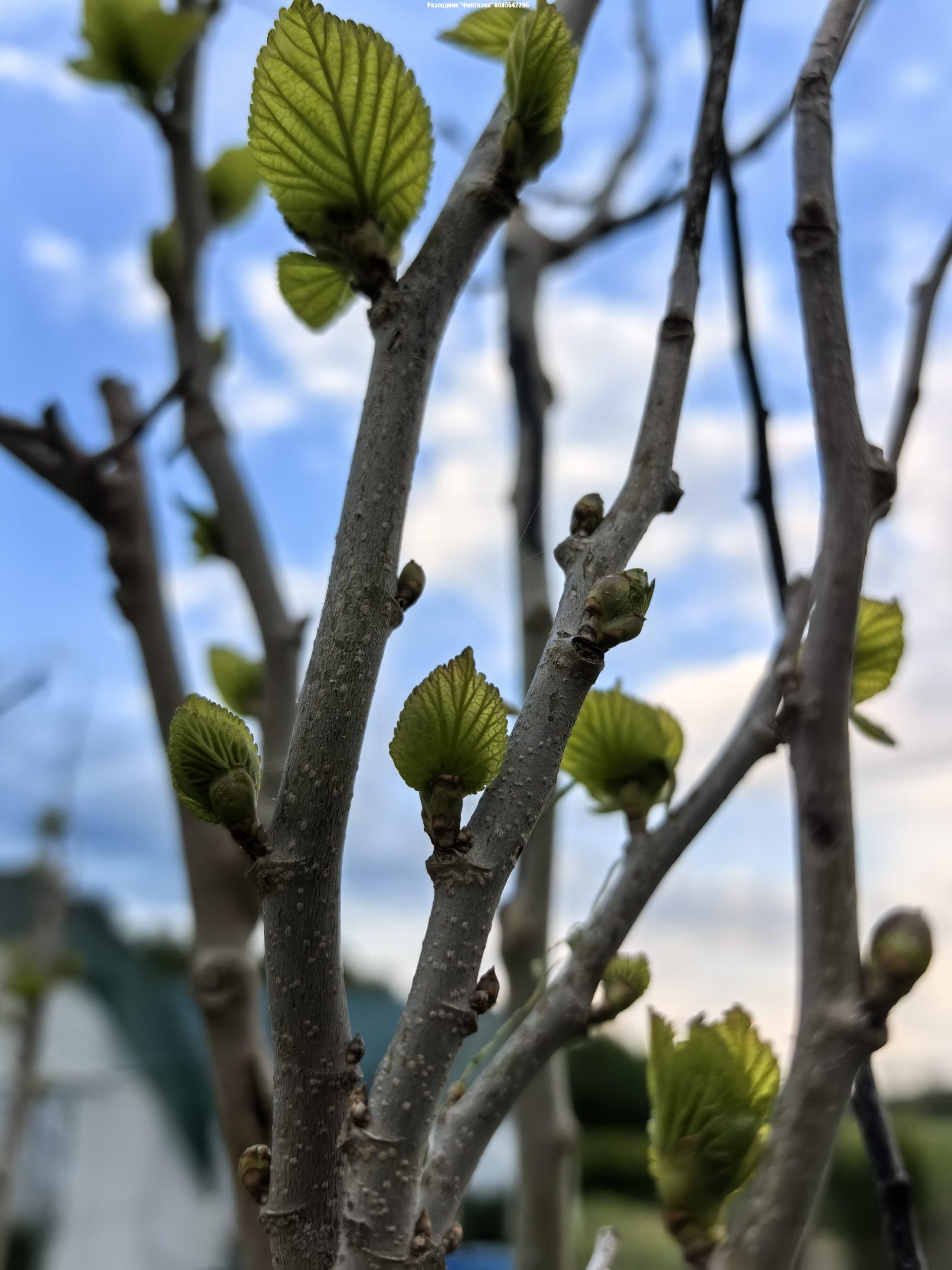 Platanifolia - Image 3
