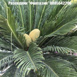 Cycas Revoluta