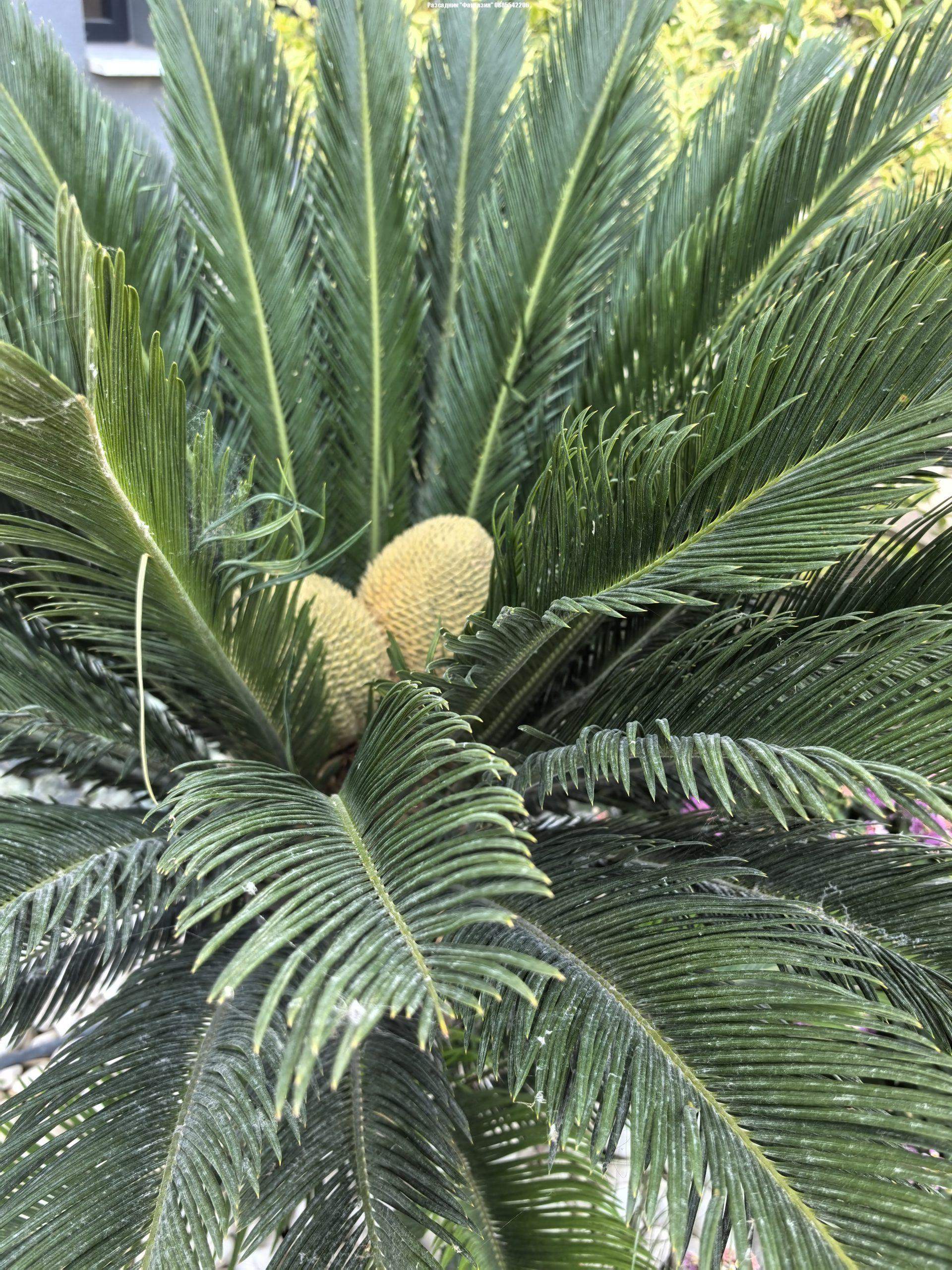 Cycas Revoluta