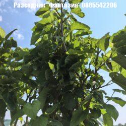 Platanifolia