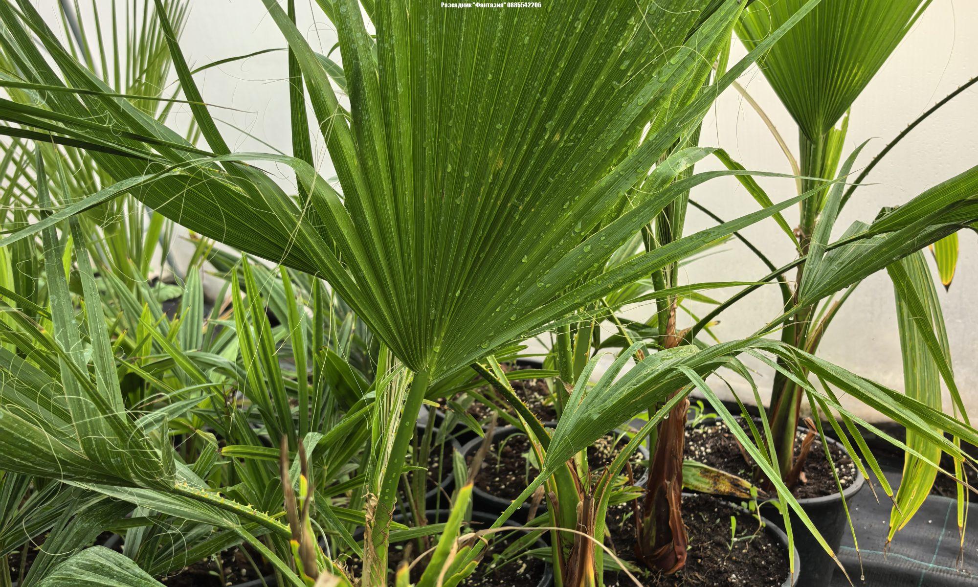Washingtonia